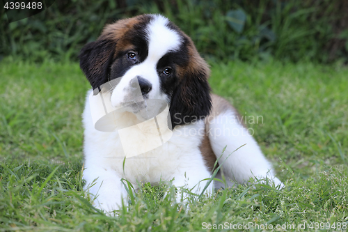 Image of Saint Bernard Puppy With Sweet Expression