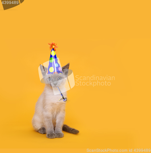 Image of Cut Siamese Party Cat Wearing Birthday Hat