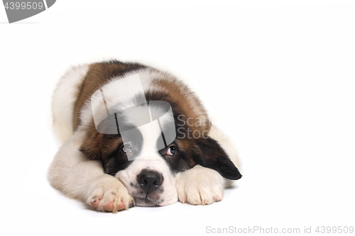 Image of Saint Bernard Puppy With Sweet Expression