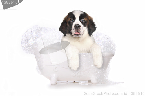 Image of Saint Bernard Puppy With Sweet Expression