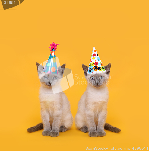 Image of Cut Siamese Party Cats Wearing Birthday Hats