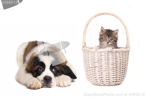 Image of Cute Saint Bernard Puppy Watching Kitten in a Basket