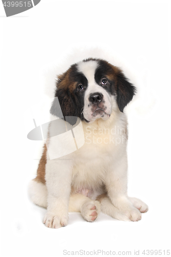 Image of Saint Bernard Puppy With Sweet Expression