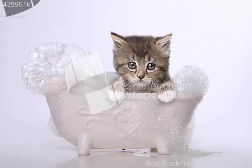 Image of Cute Adorable Kitten Perfect for a Calendar