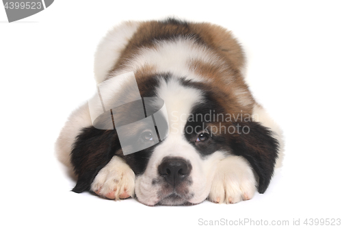 Image of Saint Bernard Puppy With Sweet Expression