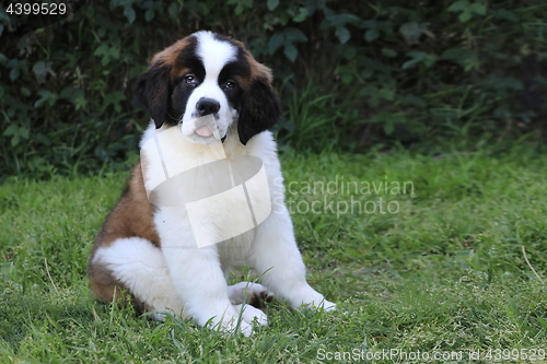 Image of Saint Bernard Puppy With Sweet Expression