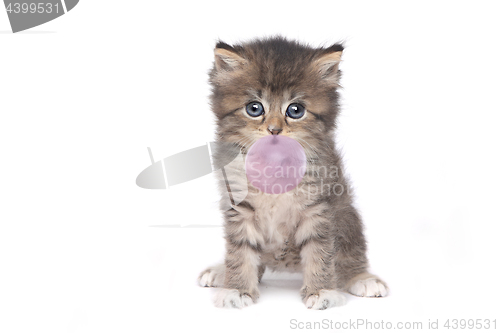 Image of Cute Adorable Kitten Perfect for a Calendar