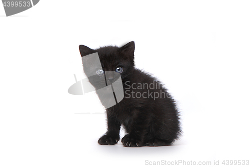 Image of Cute Adorable Kitten Perfect for a Calendar