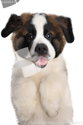 Image of Saint Bernard Puppy With Sweet Expression