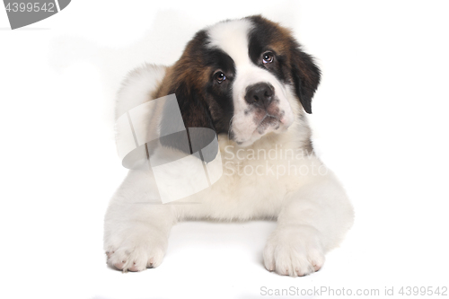 Image of Saint Bernard Puppy With Sweet Expression