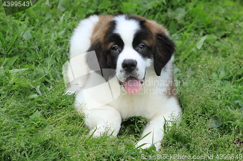 Image of Saint Bernard Puppy With Sweet Expression