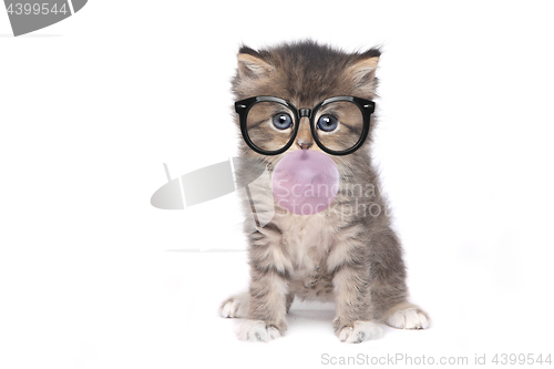 Image of Nerd Kitten