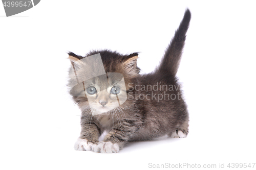 Image of Cute Adorable Kitten Perfect for a Calendar