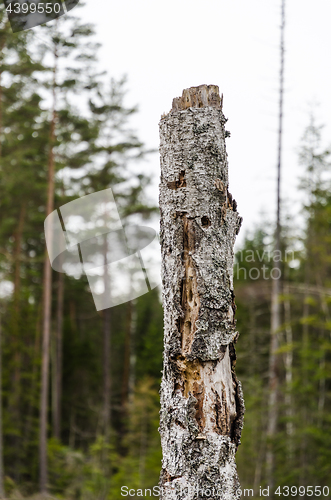 Image of Old weathered birch stump