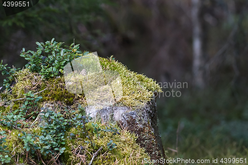 Image of Old moss-covered tree stump