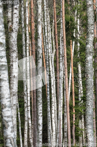 Image of Pattern of tree trunks