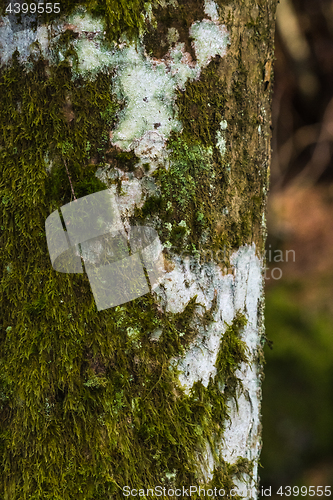 Image of Moss covered tree trunk