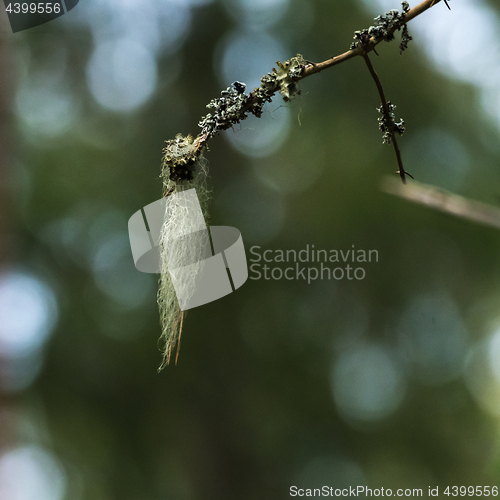 Image of Beard moss on a twig