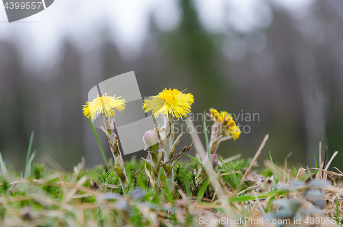 Image of Coltsfoot flowers closeup