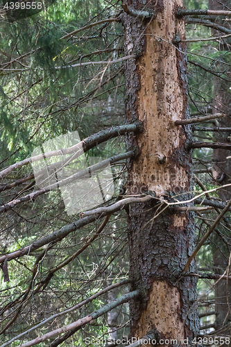 Image of Big damaged spruce tree