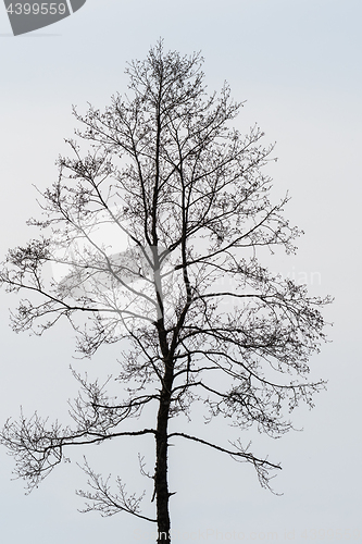 Image of Single bare alder tree