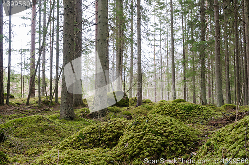 Image of Moss covered ground in a spruce tree forest