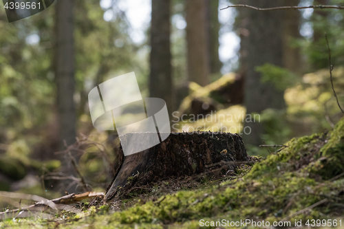 Image of Tree stump in a green forest