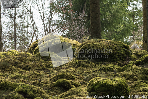 Image of Soft mossy forest ground