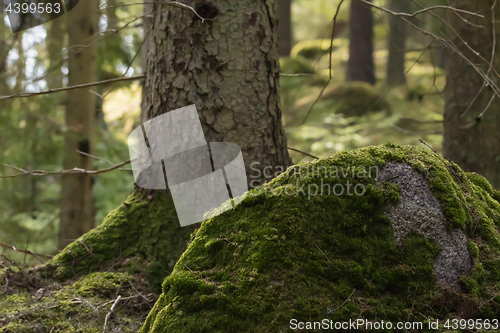 Image of Green mossy forest ground