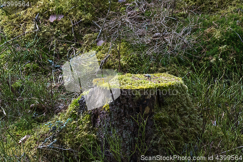 Image of Old moss-grown tree stump