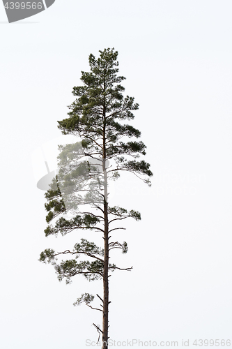 Image of Single growing pine tree