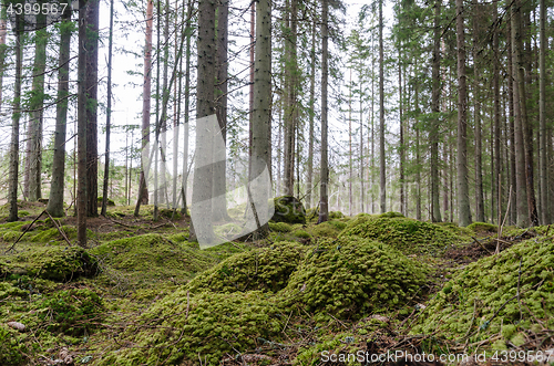 Image of Spruce trees in a mossy coniferous forest