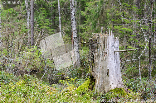 Image of Old weathered tree stump