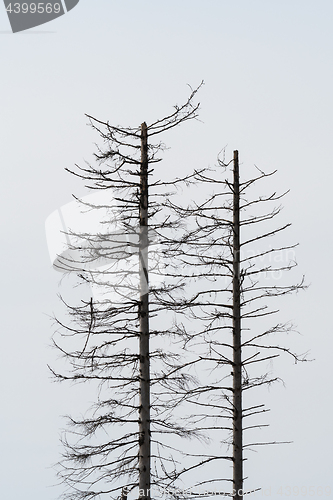 Image of Two dead trees silhouettes