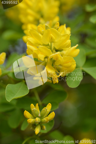 Image of Dalmatian Laburnum