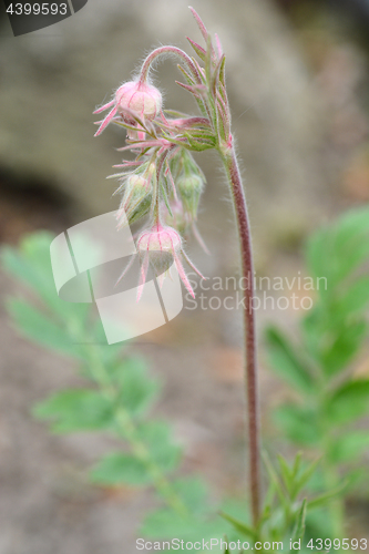 Image of Prairie Smoke