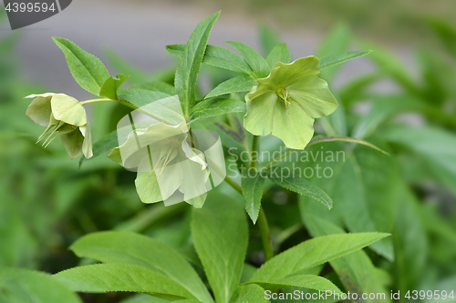 Image of Lenten Rose