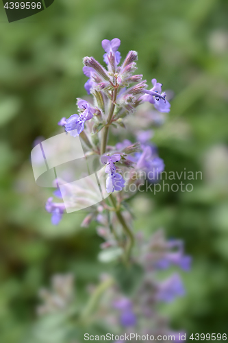 Image of Catnip flowers