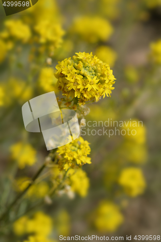 Image of Yellow alyssum
