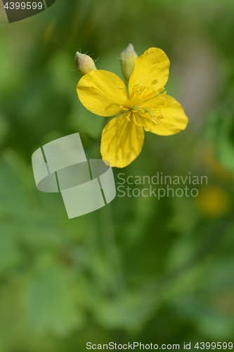 Image of Greater celandine