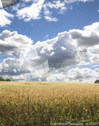 Image of Corn Field