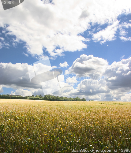 Image of Corn Field