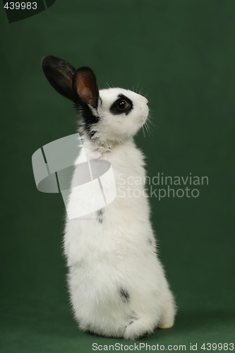 Image of cute bunny