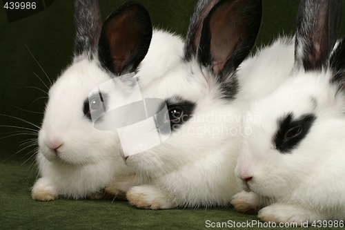 Image of three rabbits