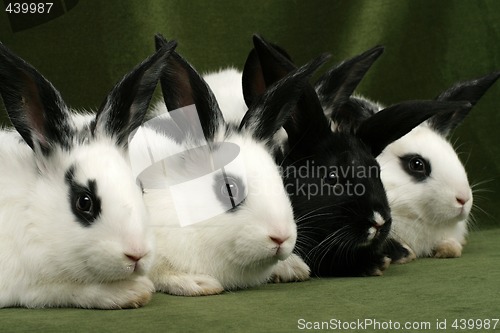 Image of four rabbits