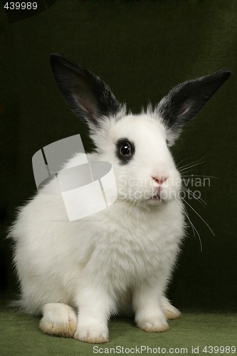 Image of portrait of a rabbit