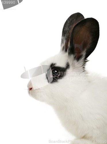 Image of cute bunny