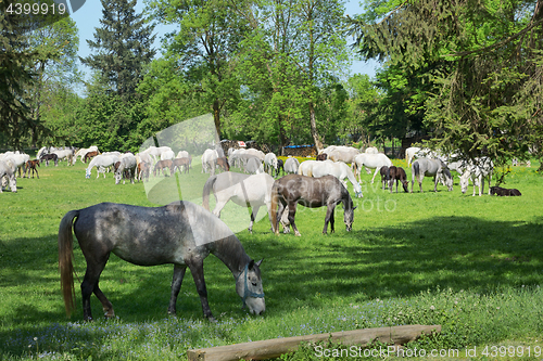 Image of Herd of horses on the field