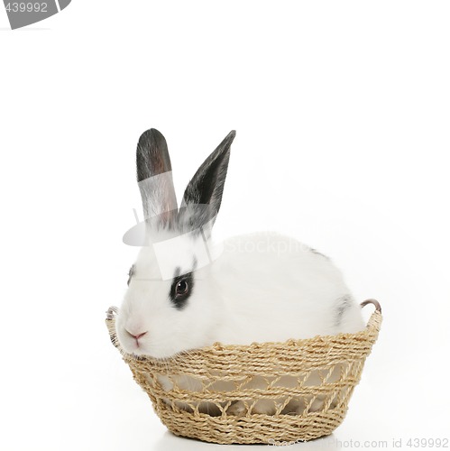 Image of cute bunny