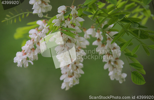 Image of Branch of Acacia Flowers in spring time